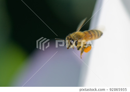 A bee pollinating a lotus flower in a lotus root field in Shizuoka Prefecture 92865935
