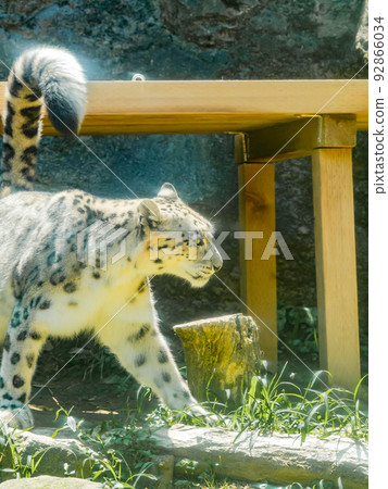 The dignified and cool snow leopard 92866034
