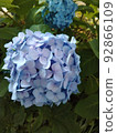 繡球 92866109