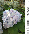 繡球 92866110