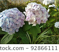 繡球 92866111