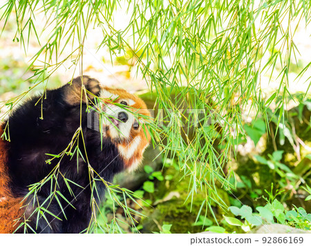A lovely figure of a cute red panda Meal A lovely figure of a cute red panda Meal 92866169