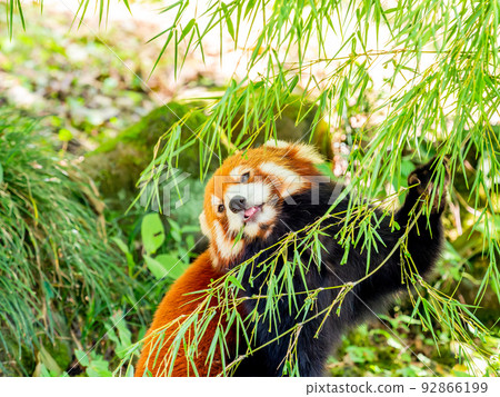 A lovely figure of a cute red panda Meal A lovely figure of a cute red panda Meal 92866199