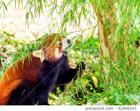 A lovely figure of a cute red panda Meal A lovely figure of a cute red panda Meal 92866201