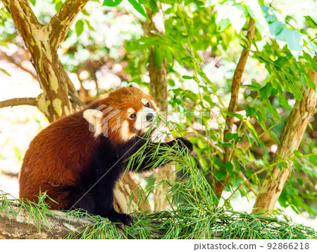 A lovely figure of a cute red panda Meal A lovely figure of a cute red panda Meal 92866218