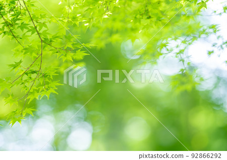 Yokkaichi City, Mie Prefecture, Miyazuma Gorge's blue maple with beautiful fresh greenery 92866292