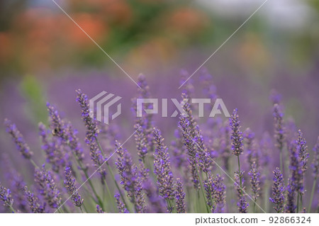 山梨縣富士河口湖町大石公園的薰衣草田 92866324