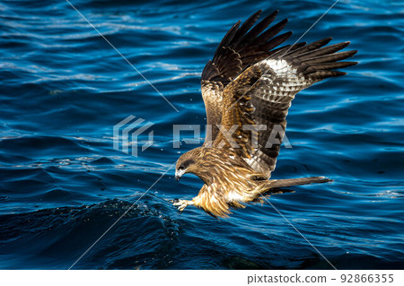 風箏狩獵 92866355