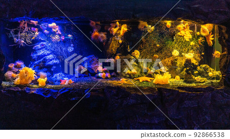 deep sea creatures in aquarium deep sea creatures in aquarium 92866538