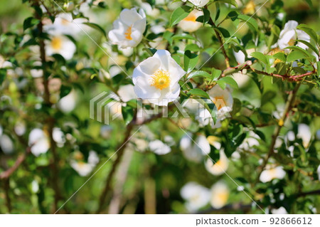 Naniwai 玫瑰花 Naniwai 玫瑰花 92866612