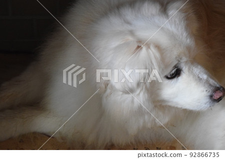 A profile of a pet dog A profile of a pet dog 92866735