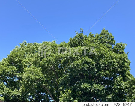 Fresh green 92866747