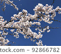 Cherry Blossoms	 92866782