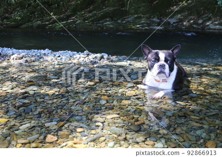A popular spot for swimming in the river, Mighty-kun, a cute Boston terrier who looks comfortable in the cold shallow waters of the Tokigawa River in Tokigawa Town. 92866913