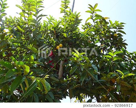 Everyday scenery of Sindhupalchowk in Nepal (harvest of guava) 92866917