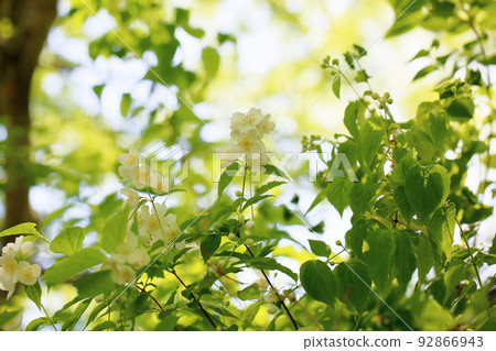 Baikutsugi flower Baikutsugi flower 92866943