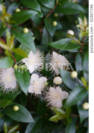 Myrtle Myrtle 92867196