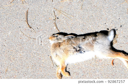 Rabbit killed by a dog outside. Rabbit killed by a dog outside. 92867257