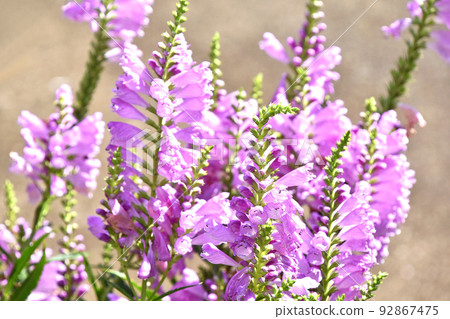 Hanatraneo（花虎尾巴） 92867475