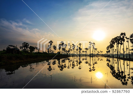 Sunrise landscape of sugar trees with farmer tracker at sunrise 92867760