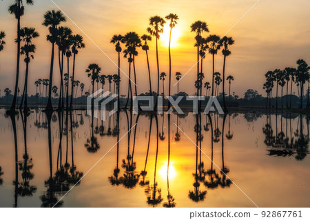 Silhouette sugar palm trees with colorful sunrise reflection on pond 92867761