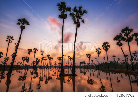 sugar palm farm at sunrise and skyline reflection on pond 92867762