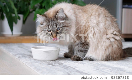 Close up Long haired cat eating organic food from a bowl. Cat eating dry food from white bowl at home Close up Long haired cat eating organic food from a bowl. Cat eating dry food from white bowl at home 92867818