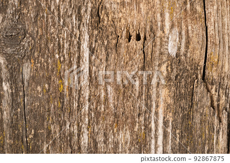 Texture natural wood vintage background. Photo of old tree trunk with cracks. Texture natural wood vintage background. Photo of old tree trunk with cracks. 92867875