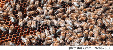 bees are working on laying propolis in hive. Honey bees work in a hive. Close up view open body beehive showing frames. bees are smeared with propolis in hive. Bees work with propolis. photo banner bees are working on laying propolis in hive. Honey bees work in a hive. Close up view open body beehive showing frames. bees are smeared with propolis in hive. Bees work with propolis. photo banner 92867895