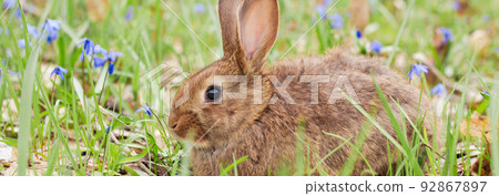 A small fluffy red rabbit on a spring blooming forest fire close-up, a concept for the spring holidays of Easter. Easter Bunny, Photo banner A small fluffy red rabbit on a spring blooming forest fire close-up, a concept for the spring holidays of Easter. Easter Bunny, Photo banner 92867897