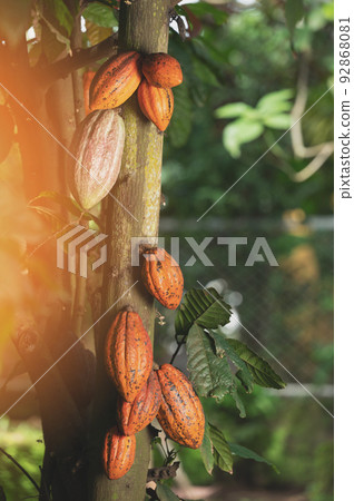 Cocoa plant pod  hang on tree 92868081