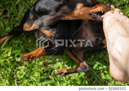 Pincher dog bite play leg fingers Pincher dog bite play leg fingers 92868102