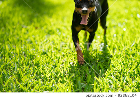 Cute portrait of pincher dog Cute portrait of pincher dog 92868104