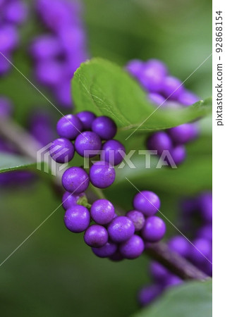 紫紅色明亮美麗果實令人印象深刻的紫紅色 紫紅色明亮美麗果實令人印象深刻的紫紅色 92868154