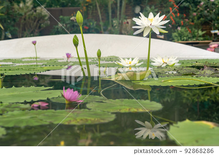 滋賀縣草津市水生植物園水之森溫室水蓮花漂浮在蓮花樓的池塘里 92868286