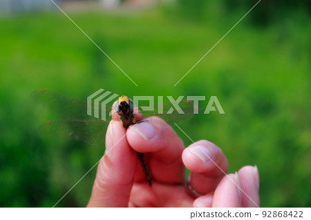 捉蜻蜓 捉蜻蜓 92868422