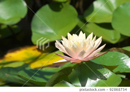 假名花園中的溫帶睡蓮白花[綠色背景] 92868734