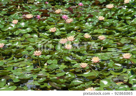 假名花園中的溫帶睡蓮[綠色背景] 92868865