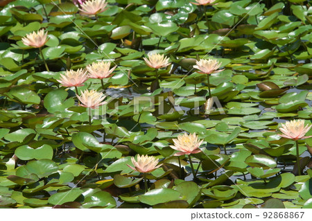 假名花園中的溫帶睡蓮白花[綠色背景] 92868867