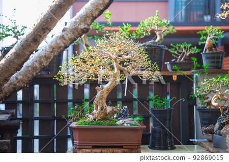 Mini bonsai tree in the flowerpot on bonsai stand a natural background Mini bonsai tree in the flowerpot on bonsai stand a natural background 92869015