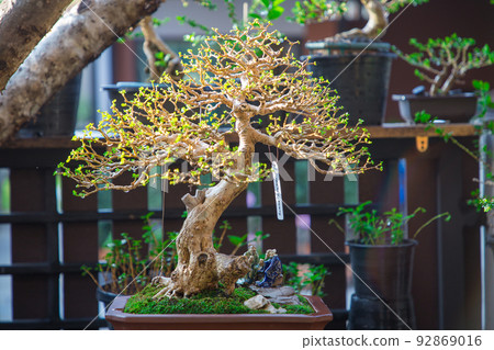 Mini bonsai tree in the flowerpot on bonsai stand a natural background Mini bonsai tree in the flowerpot on bonsai stand a natural background 92869016