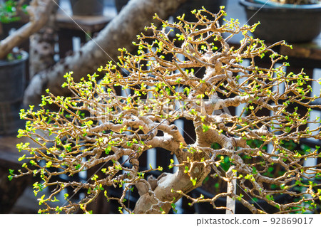 Mini bonsai tree in the flowerpot on bonsai stand a natural background Mini bonsai tree in the flowerpot on bonsai stand a natural background 92869017