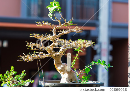 Mini bonsai tree in the flowerpot on bonsai stand a natural background Mini bonsai tree in the flowerpot on bonsai stand a natural background 92869018