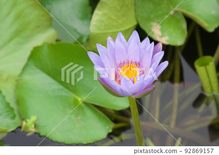 花園中的熱帶睡蓮紫花[綠色背景] 92869157