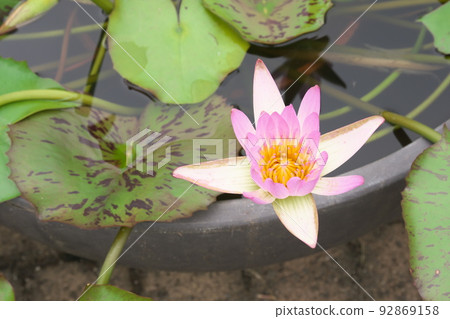 花園中的熱帶睡蓮粉紅色花朵 [綠色背景] 92869158