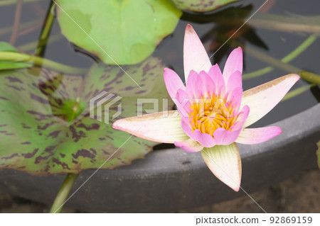 花園中的熱帶睡蓮粉紅色花朵 [綠色背景] 92869159