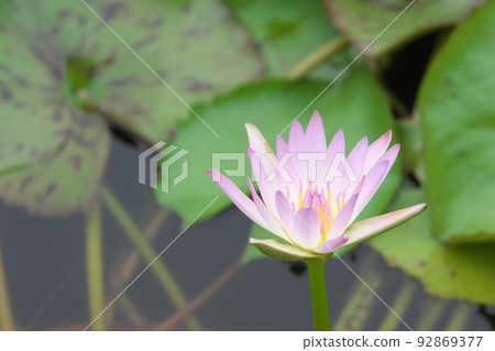 Tropical water lily pink flower in flower garden [green background] 92869377
