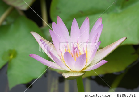 花園中的熱帶睡蓮粉紅色花朵 [綠色背景] 92869381