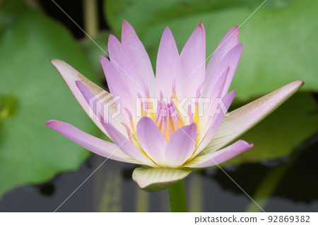 花園中的熱帶睡蓮粉紅色花朵 [綠色背景] 92869382