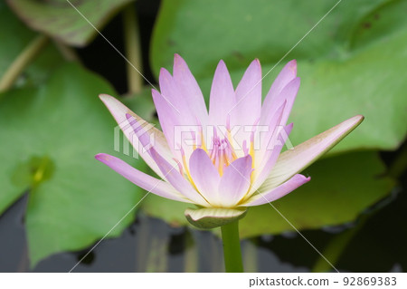 花園中的熱帶睡蓮粉紅色花朵 [綠色背景] 92869383